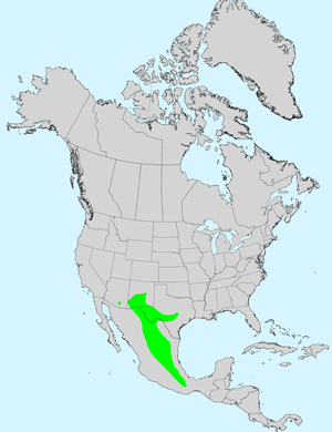 North America species range map for Chrysactinia mexicana: North America species range map for Chaetopappa ericoides: North America species range map for Chaenactis xantiana: North America species range map for Chaenactis stevioides: North America species range map for Chaenactis carphoclinia: North America species range map for Centaurea solstitialis: North America species range map for Centaurea melitensis: Click image for full size map 